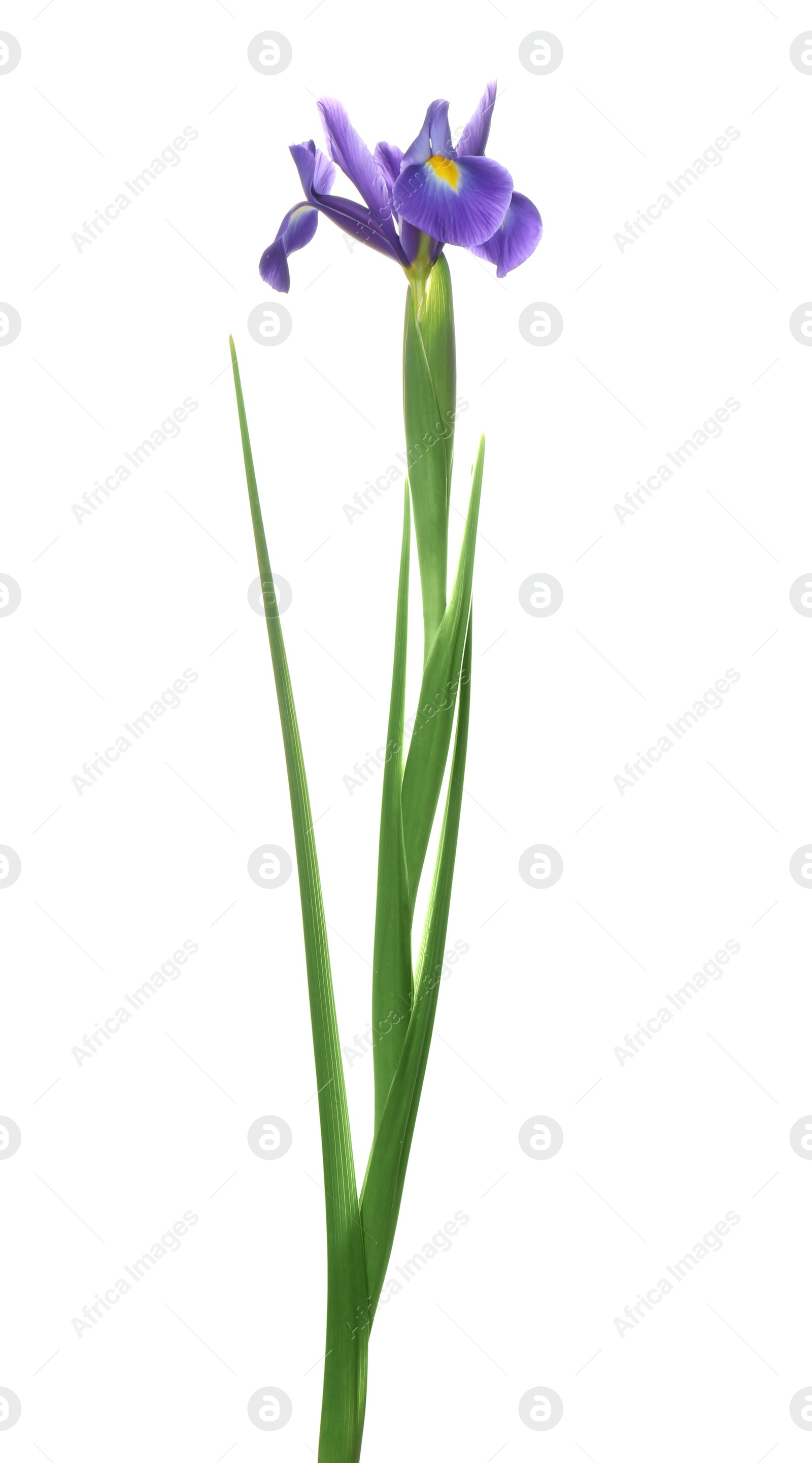 Photo of Beautiful iris isolated on white. Spring flower