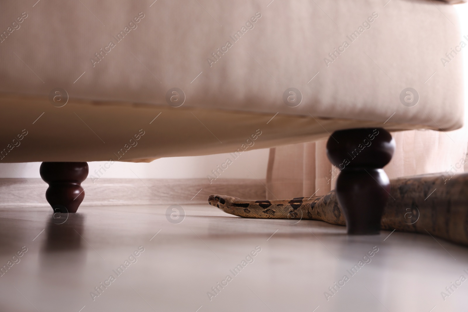 Photo of Brown boa constrictor crawling under sofa in room