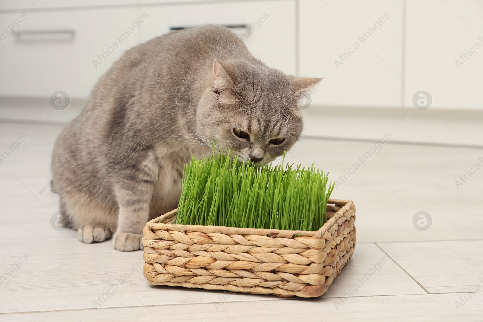 Photo of Cute cat eating fresh green grass on floor indoors