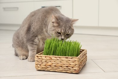 Photo of Cute cat eating fresh green grass on floor indoors