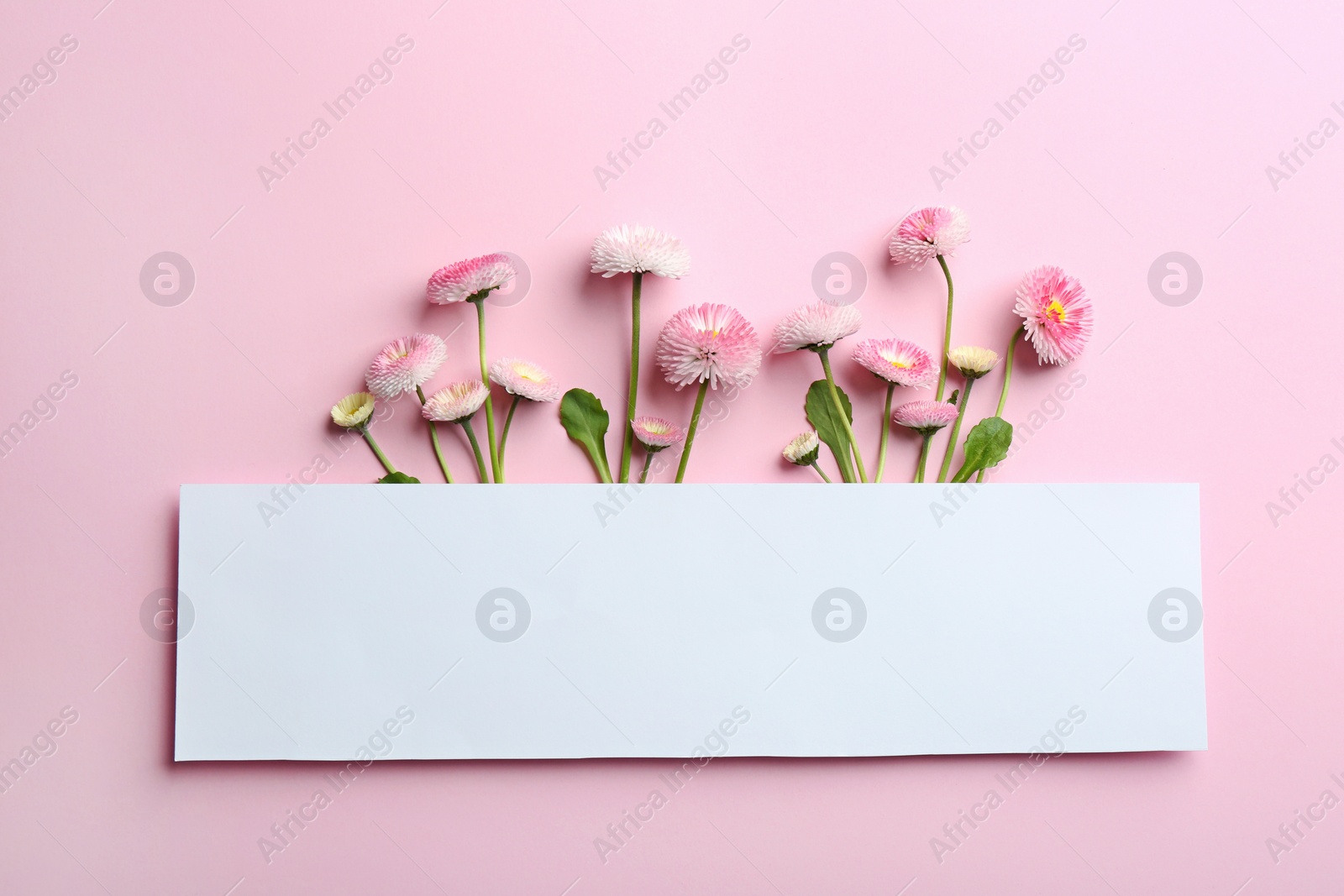 Photo of Flat lay composition with blooming daisies and space for text on white background. Spring flowers