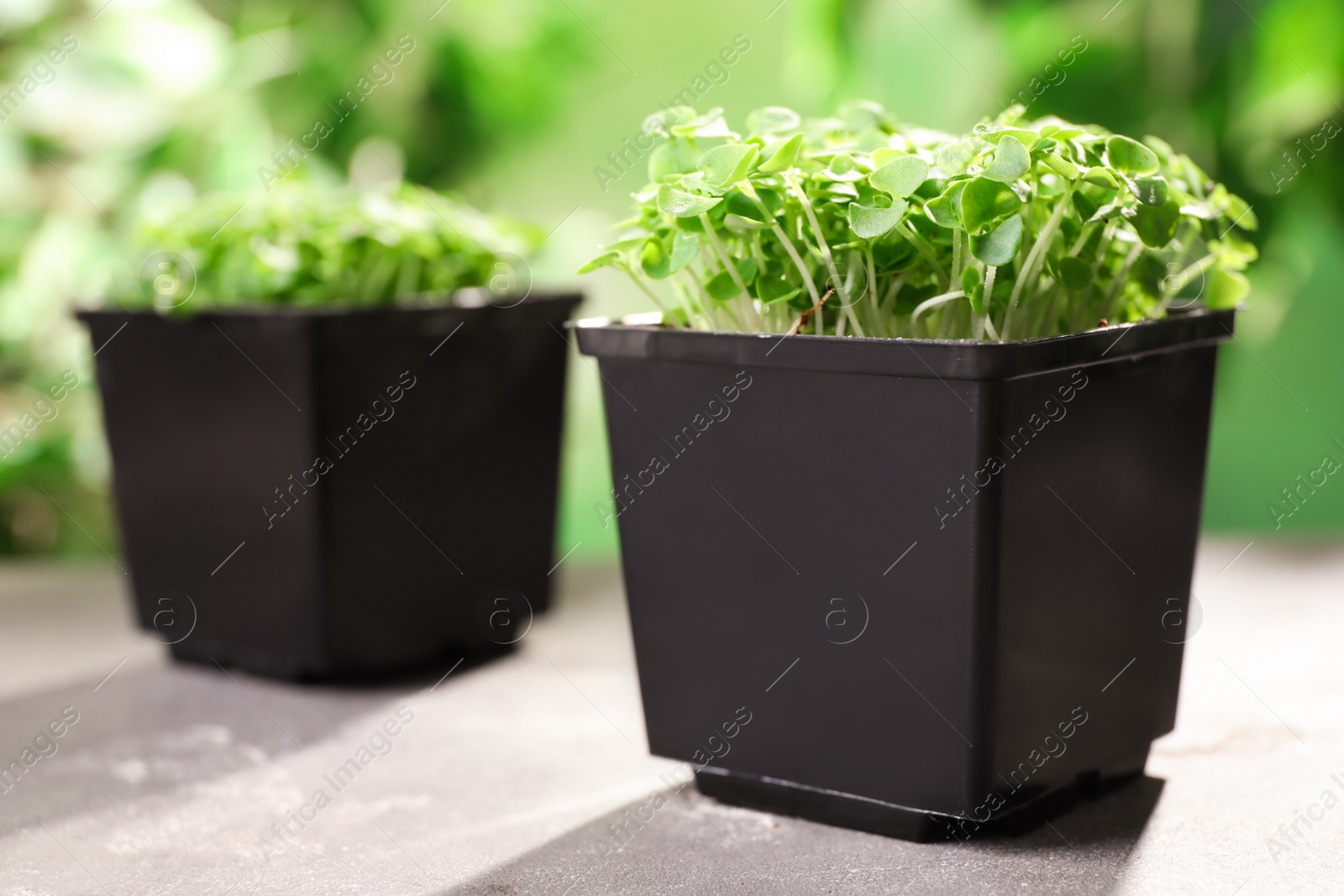 Photo of Fresh organic microgreen in pots on grey table, closeup