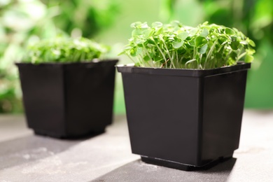 Fresh organic microgreen in pots on grey table, closeup