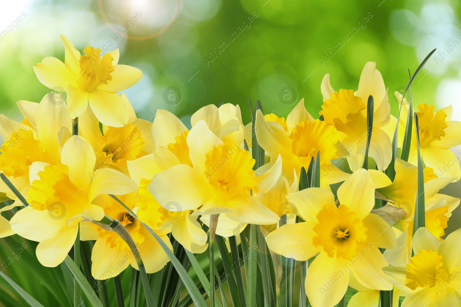 Image of Beautiful spring flowers outdoors on sunny day 