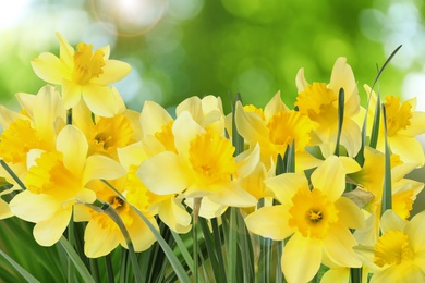 Image of Beautiful spring flowers outdoors on sunny day 