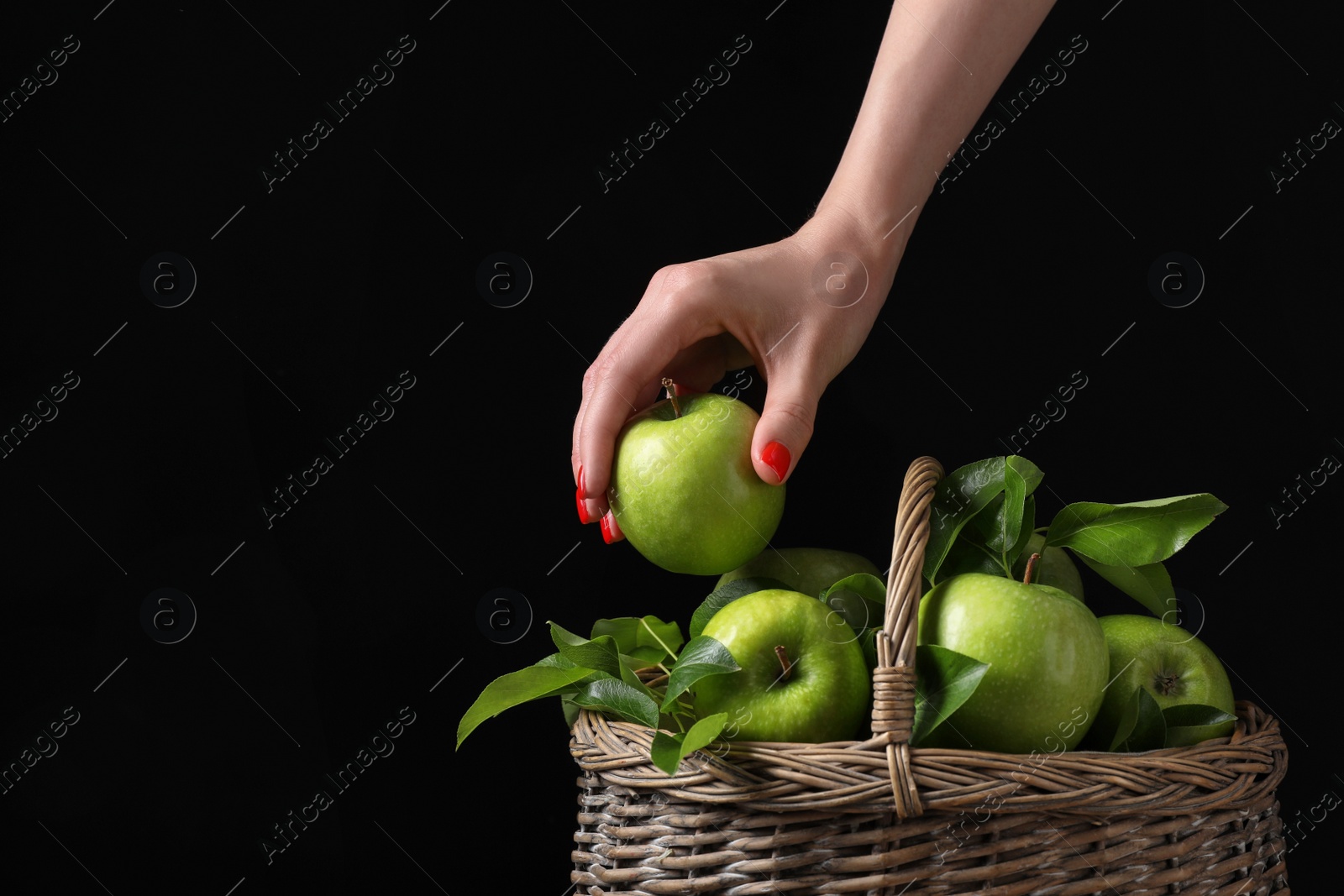 Photo of Woman taking fresh ripe green apple out of wicker basket against black background, closeup. Space for text