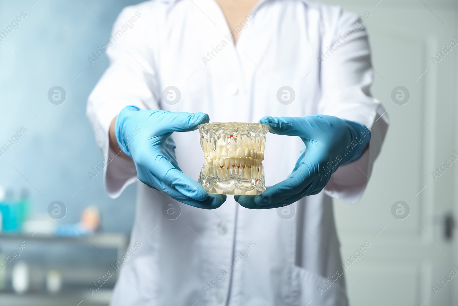 Photo of Dentist holding educational model of oral cavity with teeth in clinic, closeup