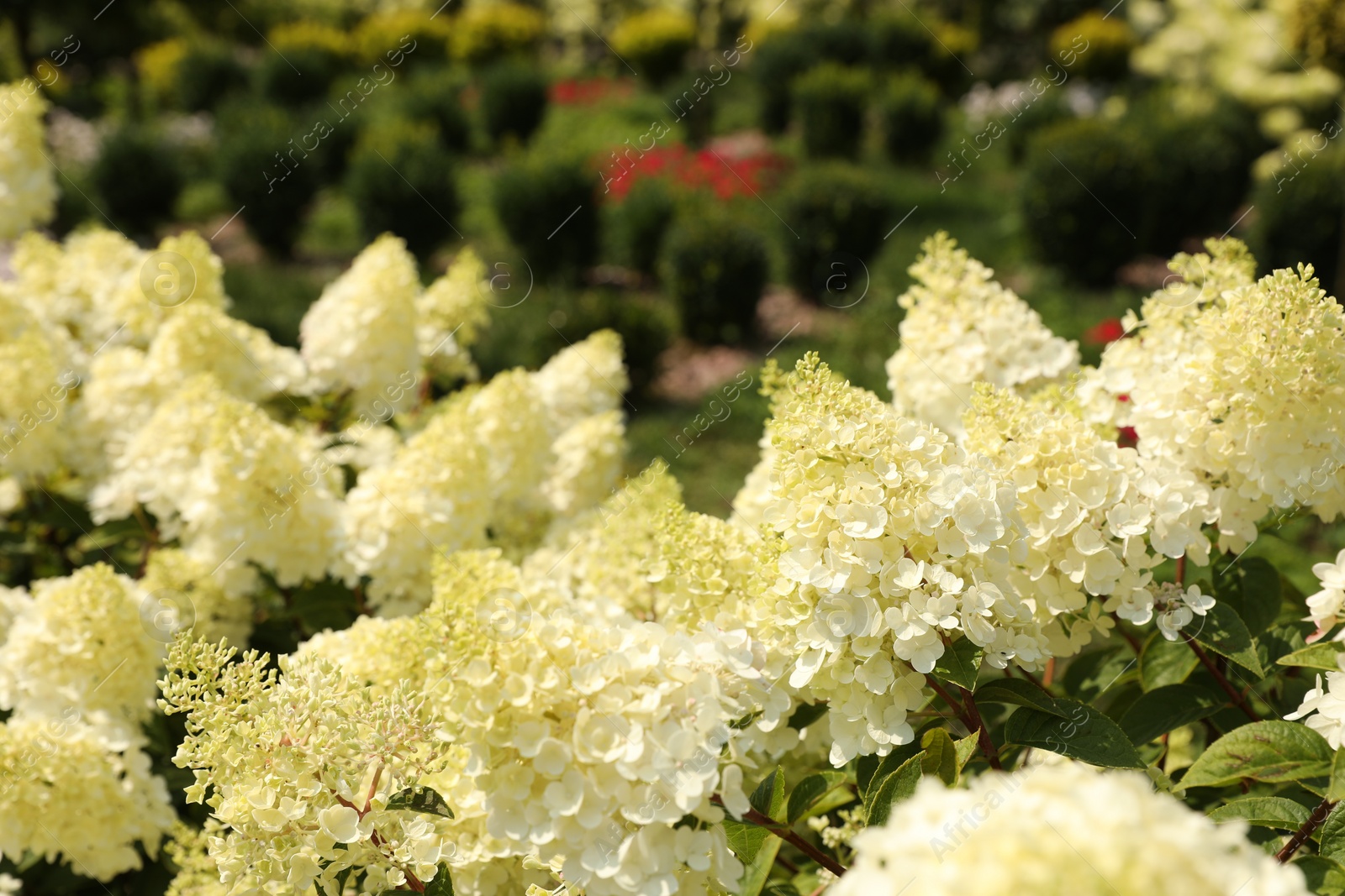 Photo of Beautiful hydrangea with blooming white flowers growing in garden