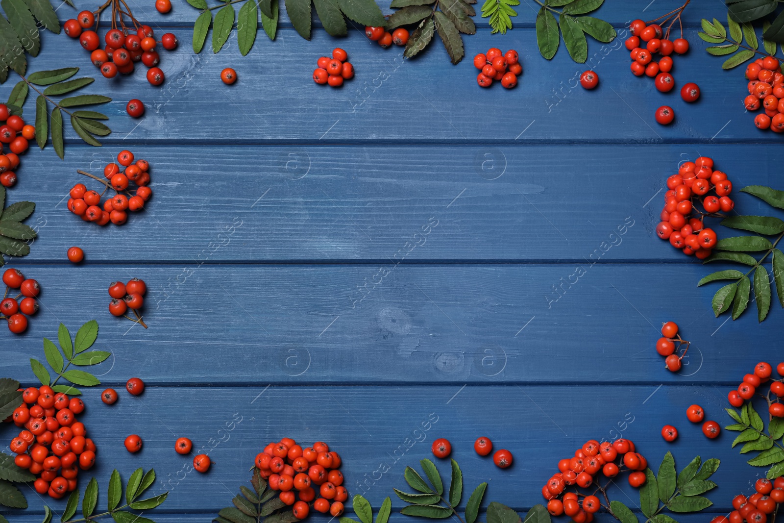 Photo of Frame of fresh ripe rowan berries and green leaves on blue wooden table, flat lay. Space for text