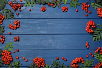 Frame of fresh ripe rowan berries and green leaves on blue wooden table, flat lay. Space for text