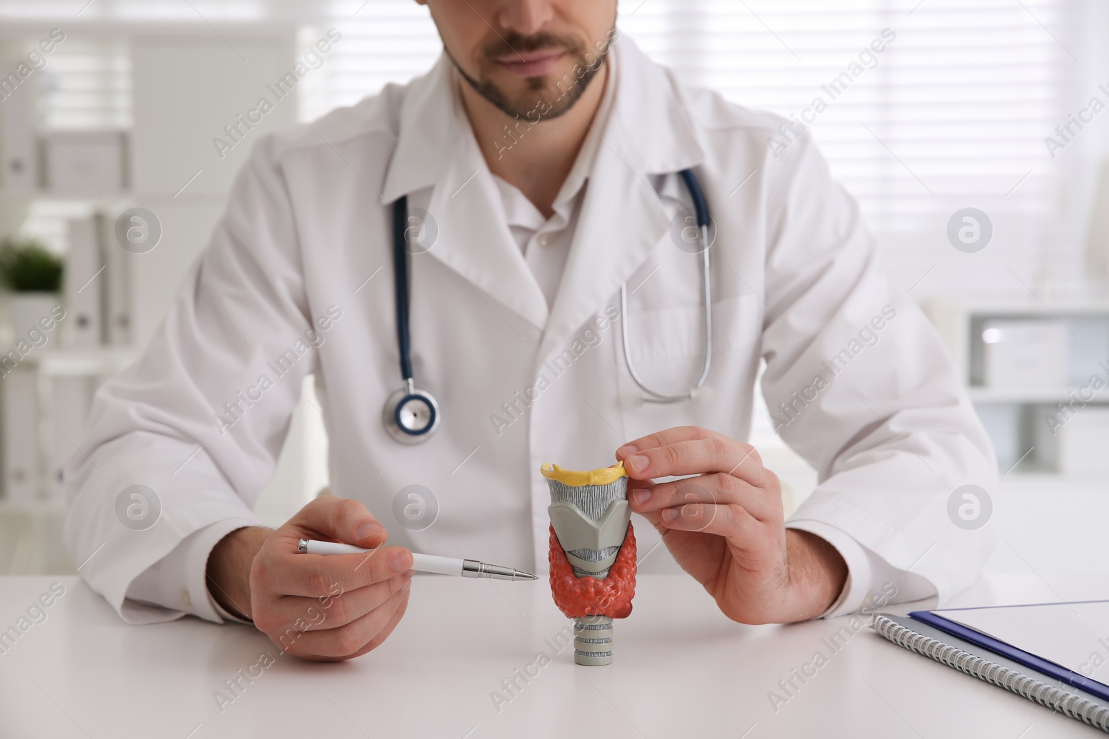 Photo of Doctor showing thyroid gland model at table in hospital, closeup