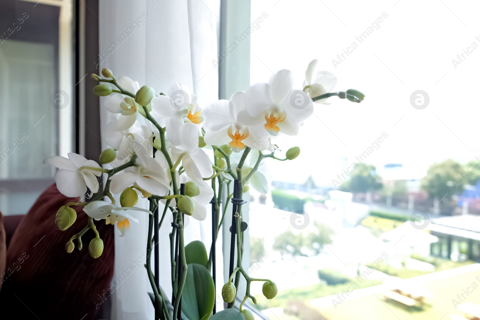 Photo of Beautiful white orchid flowers near window, indoors