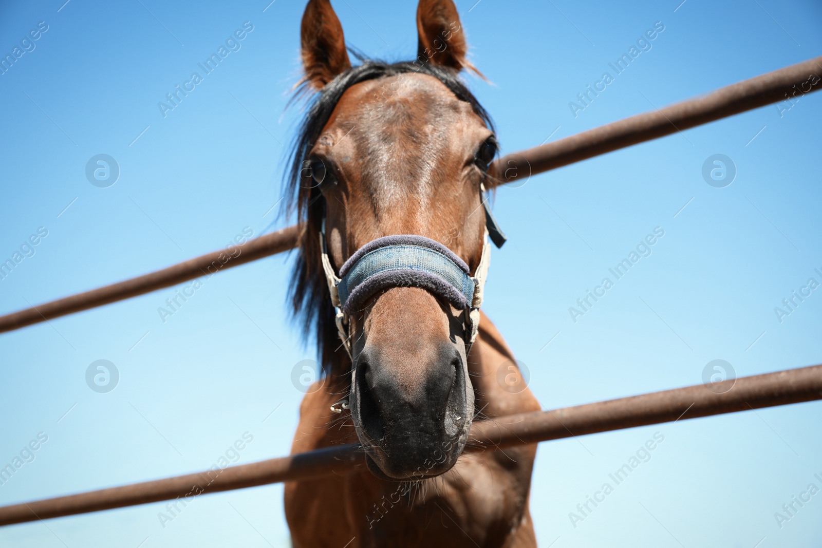 Photo of Chestnut horse at fence outdoors on sunny day, closeup. Beautiful pet