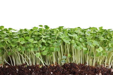 Fresh organic microgreen on white background, closeup