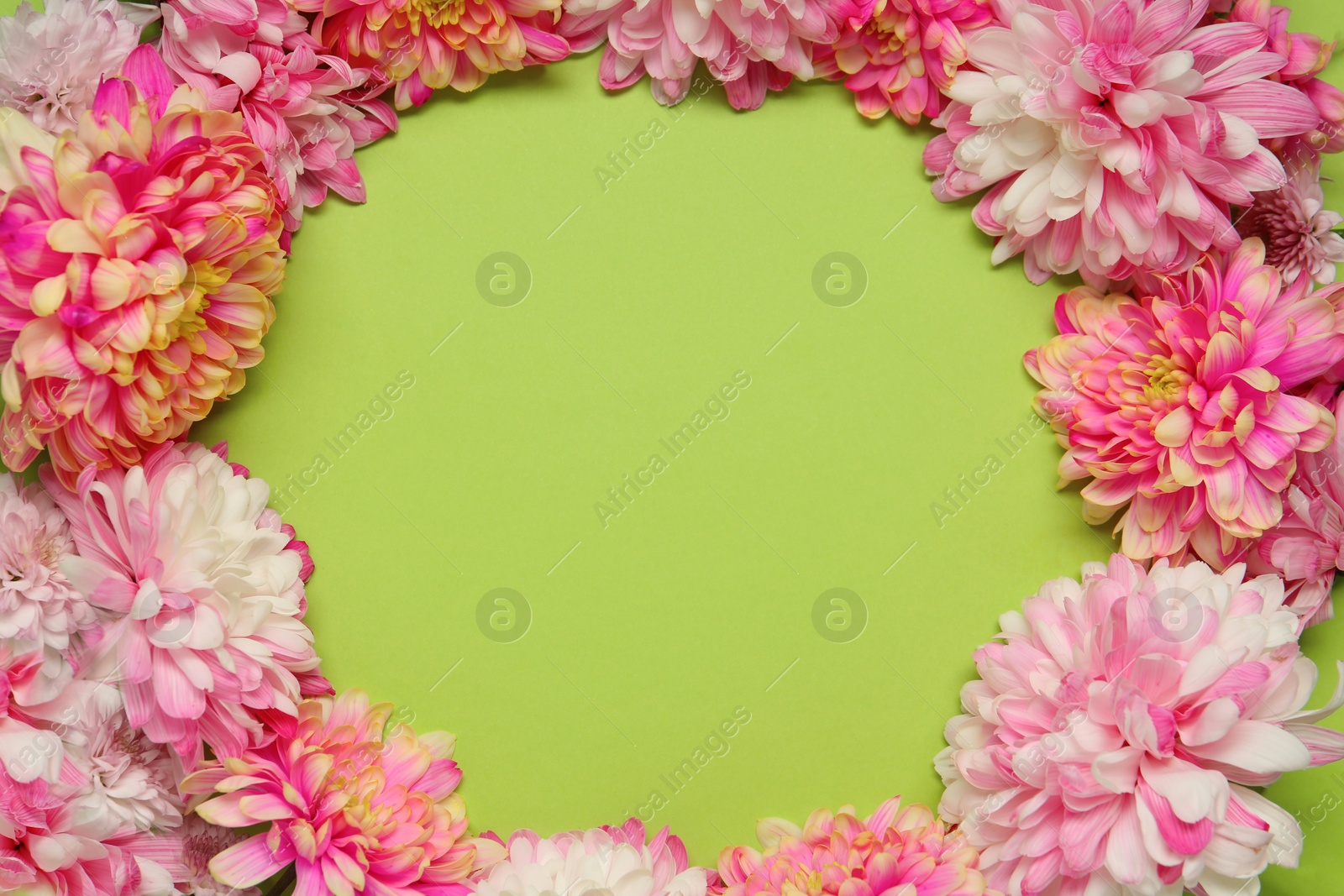 Photo of Frame of beautiful chrysanthemums on light green background, flat lay. Space for text