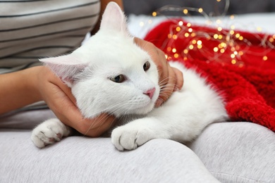 Photo of Cute white cat with owner at home. Cozy winter