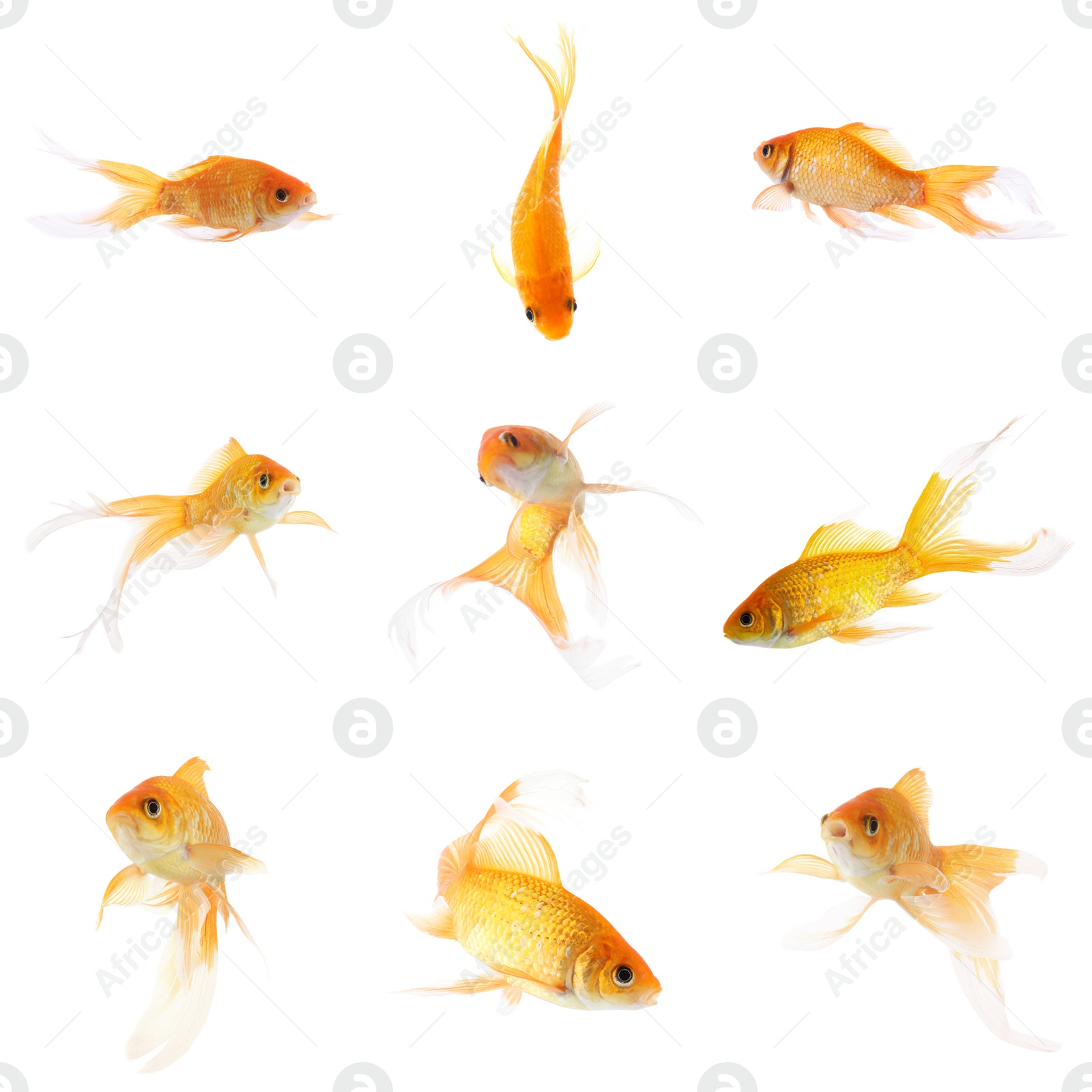 Image of Beautiful bright small goldfish on white background, collage 