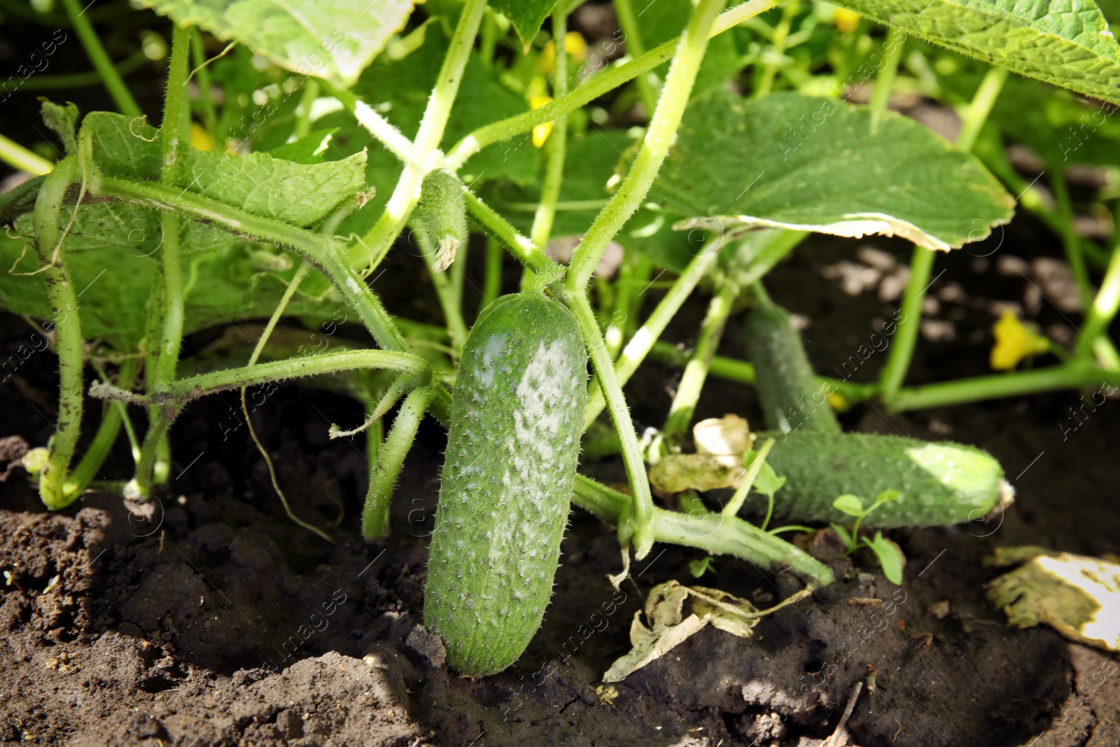 Photo of Green plant with ripe cucumber in garden on sunny day