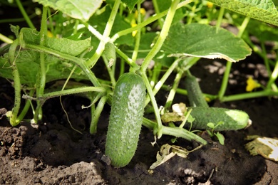 Green plant with ripe cucumber in garden on sunny day