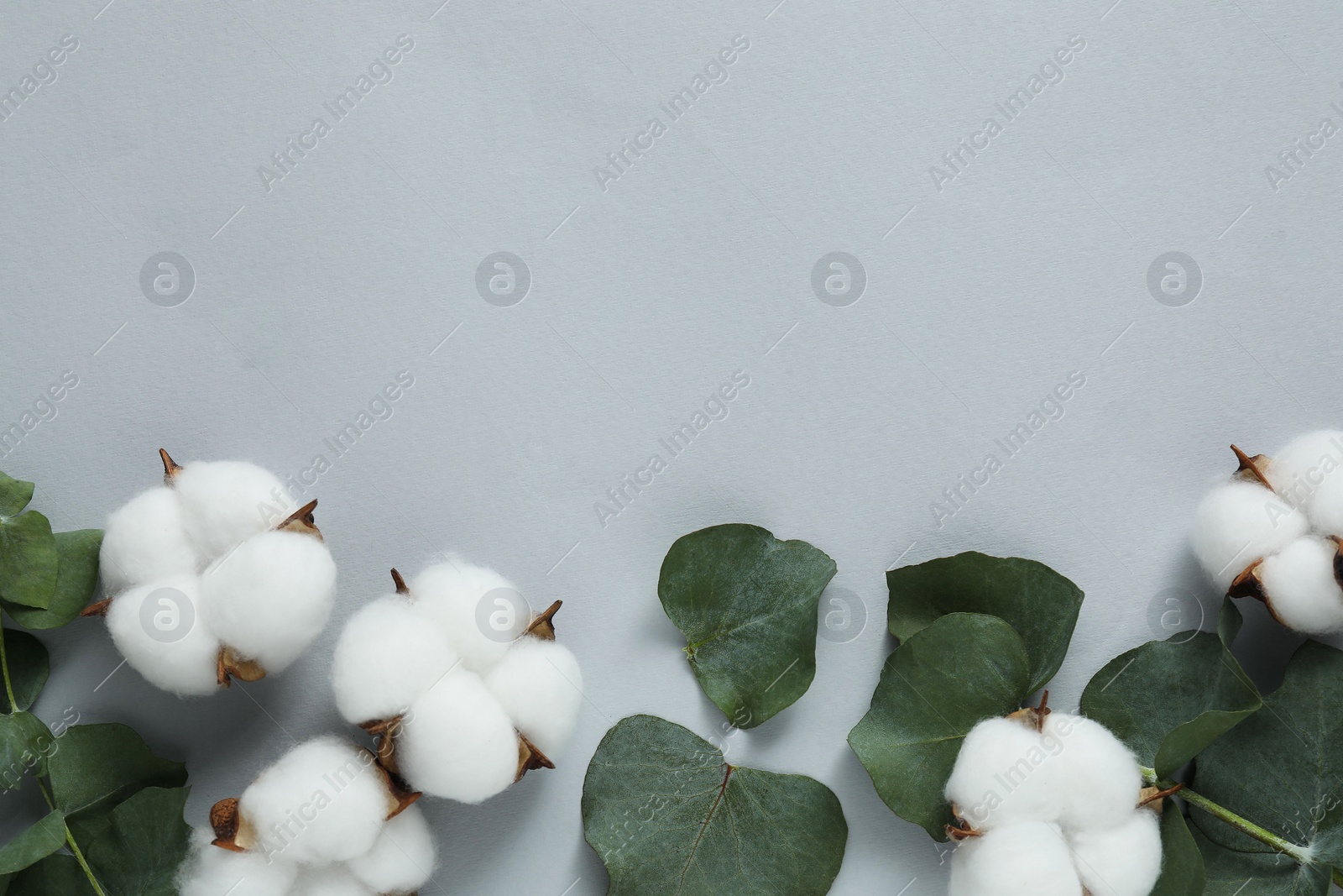 Photo of Cotton flowers and eucalyptus leaves on light grey background, flat lay. Space for text