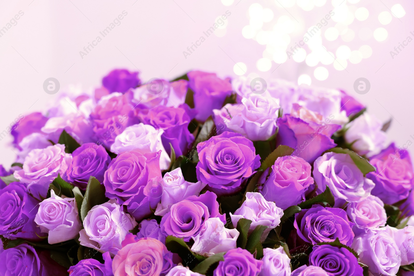 Image of Bouquet of violet roses against blurred background, closeup. Funeral attributes