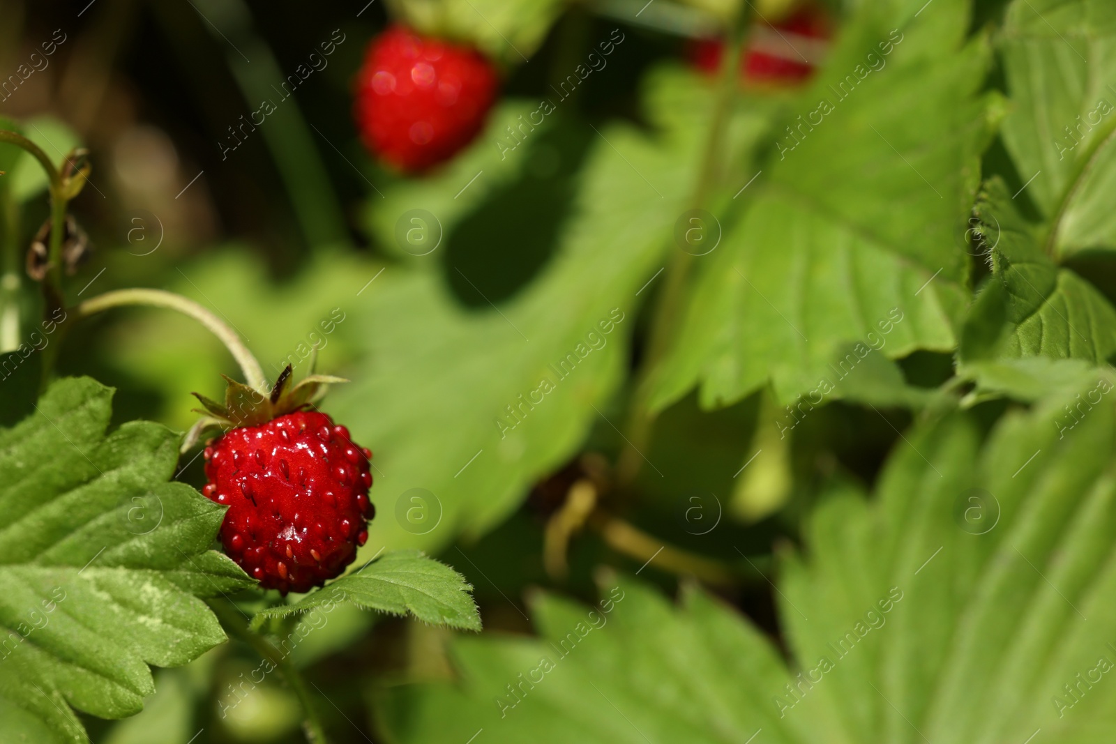 Photo of Small wild strawberry growing on stem outdoors, closeup