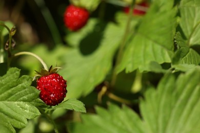 Small wild strawberry growing on stem outdoors, closeup