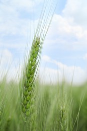Photo of Beautiful wheat spike growing in field, closeup