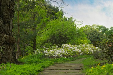 Photo of Beautiful view of park with trees, flowers and green grass