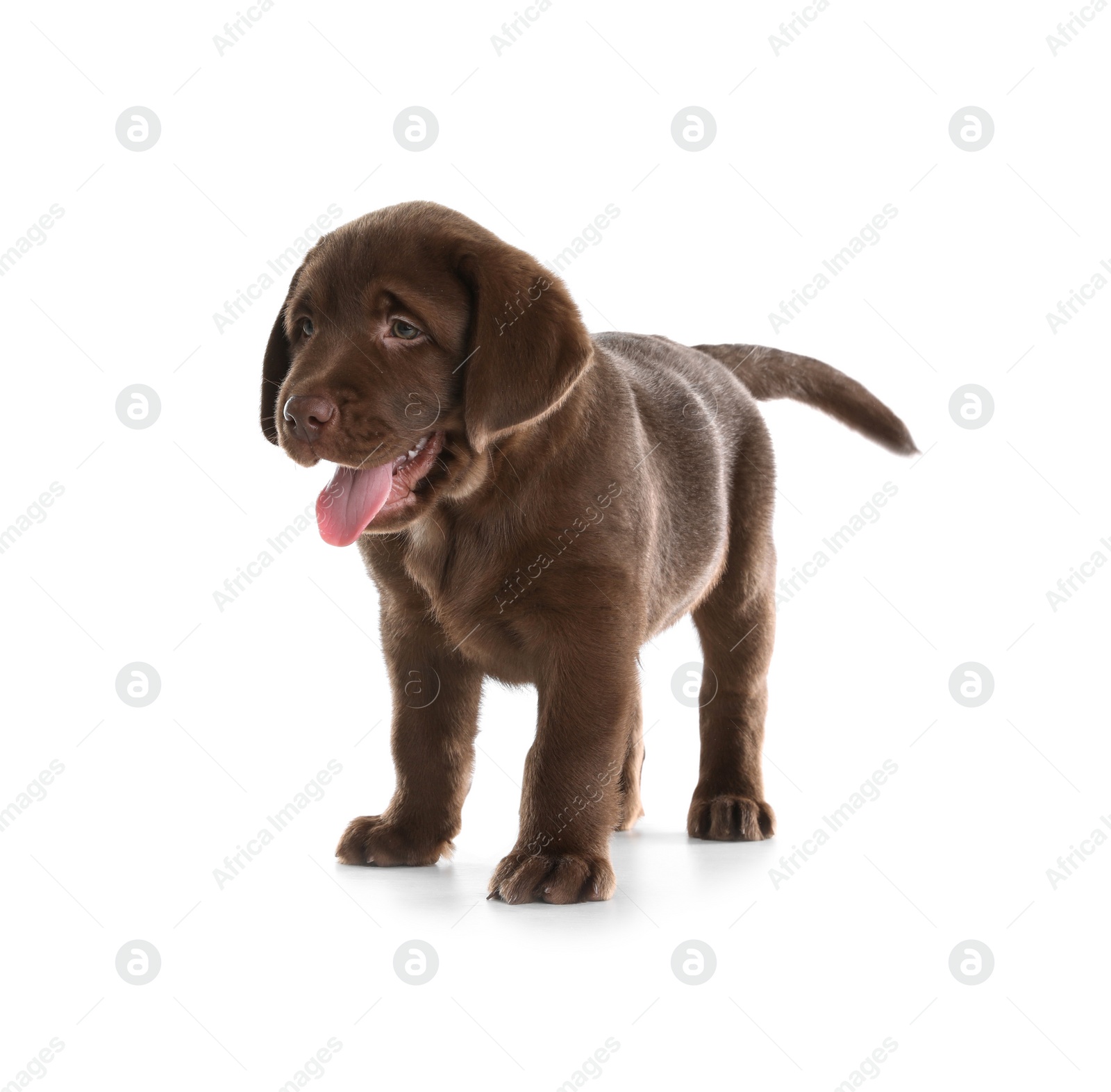 Photo of Chocolate Labrador Retriever puppy on white background