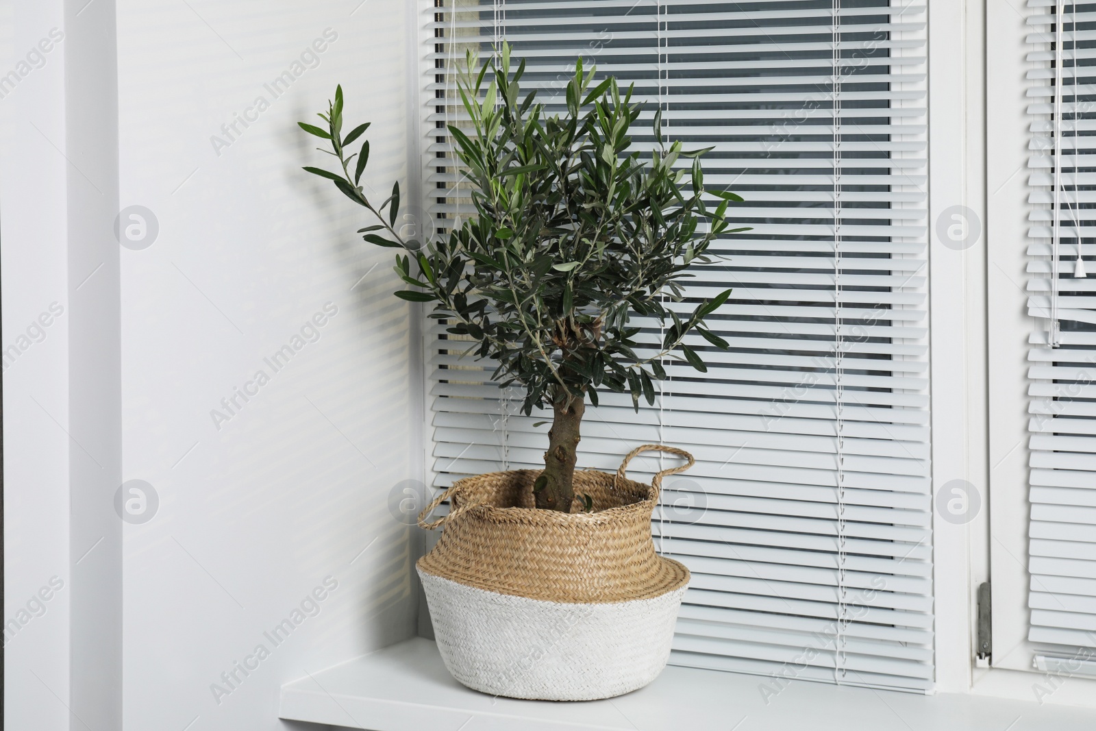 Photo of Beautiful young potted olive tree on windowsill indoors. Interior element