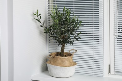 Photo of Beautiful young potted olive tree on windowsill indoors. Interior element