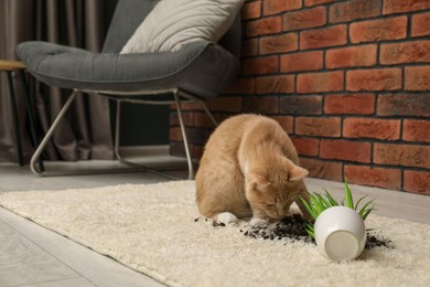 Cute ginger cat near overturned houseplant on carpet at home