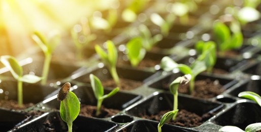 Image of Young seedlings growing in plastic tray with soil, closeup. Banner design