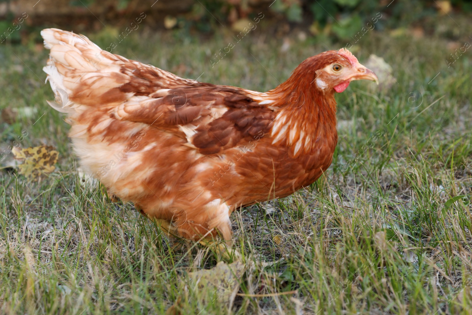 Photo of Beautiful chicken on green grass in farmyard. Domestic animal