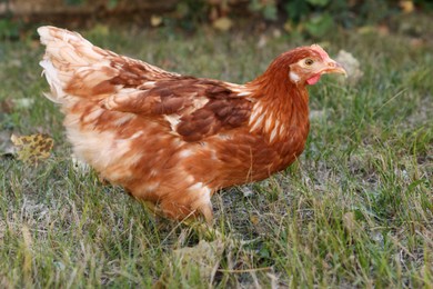 Beautiful chicken on green grass in farmyard. Domestic animal