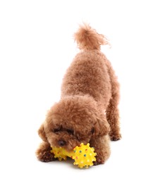 Cute Maltipoo dog playing with toy on white background. Lovely pet