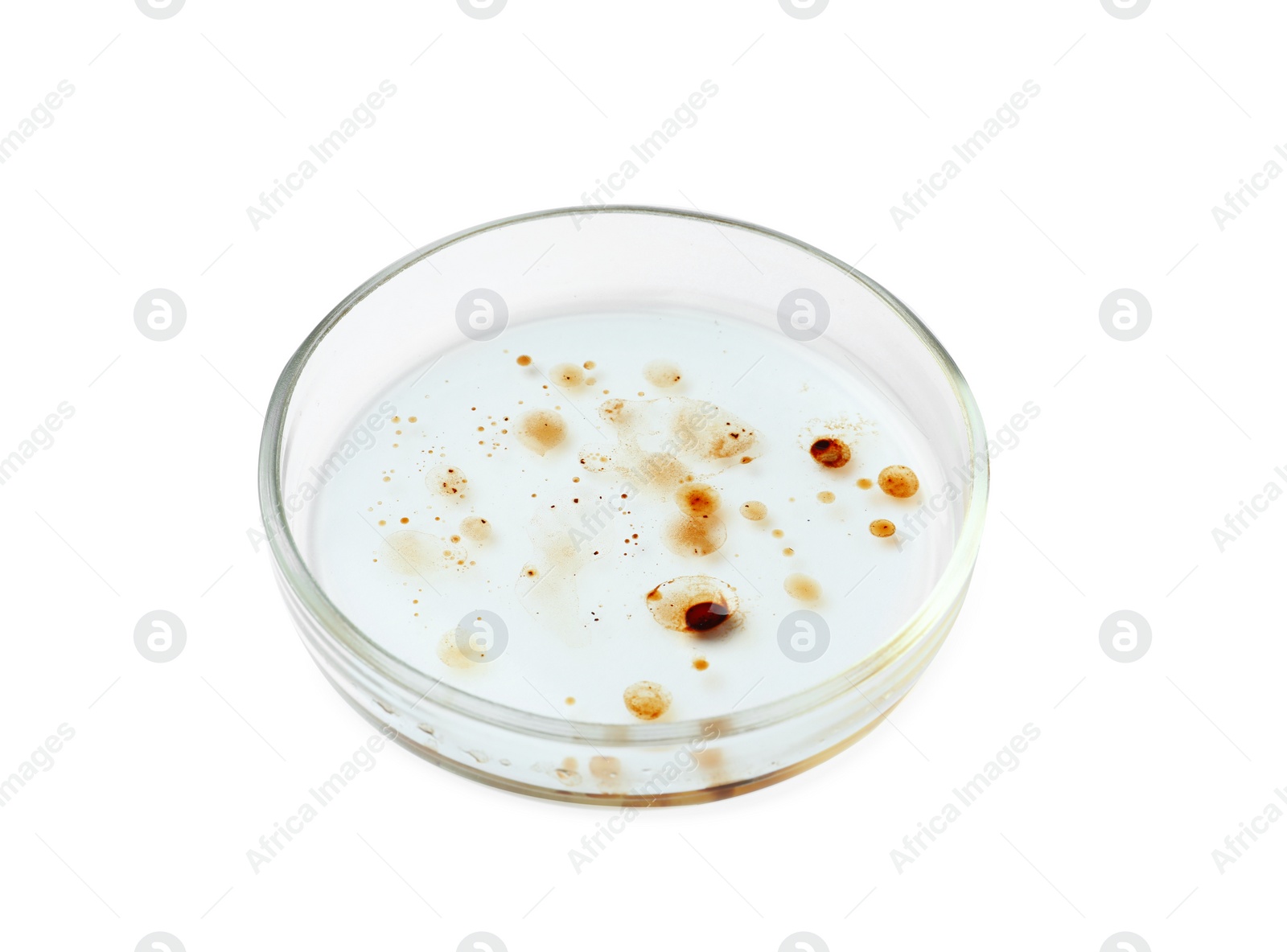 Photo of Petri dish with bacteria colony isolated on white