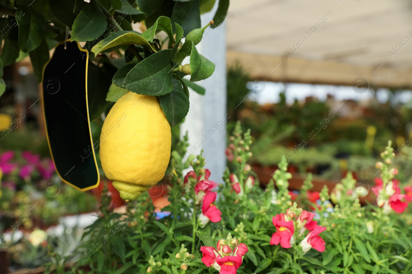 Photo of Lemon tree with ripe fruit and beautiful blooming snapdragon plants in garden center, closeup. Space for text