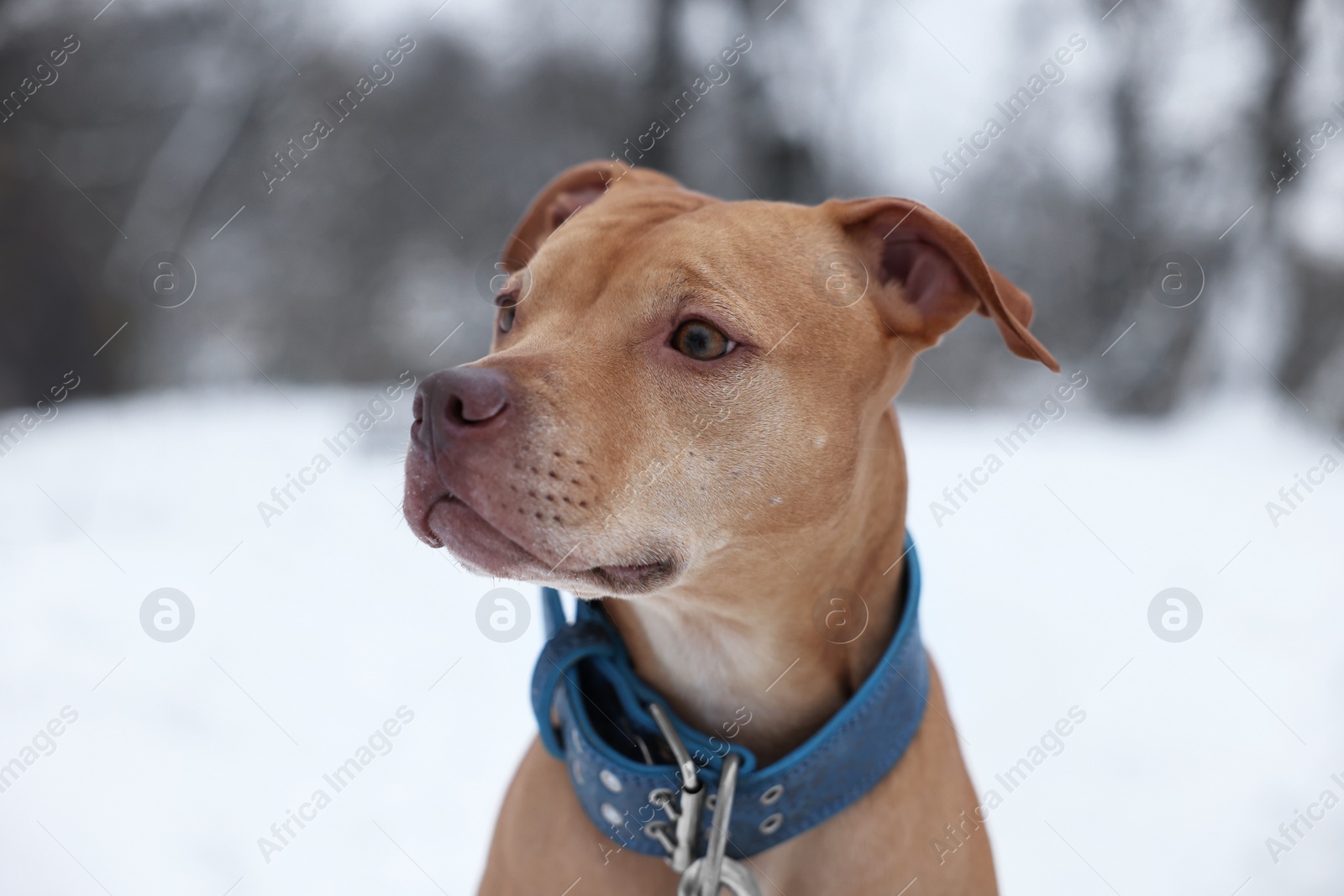 Photo of Portrait of cute dog in snowy park