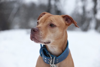 Photo of Portraitcute dog in snowy park