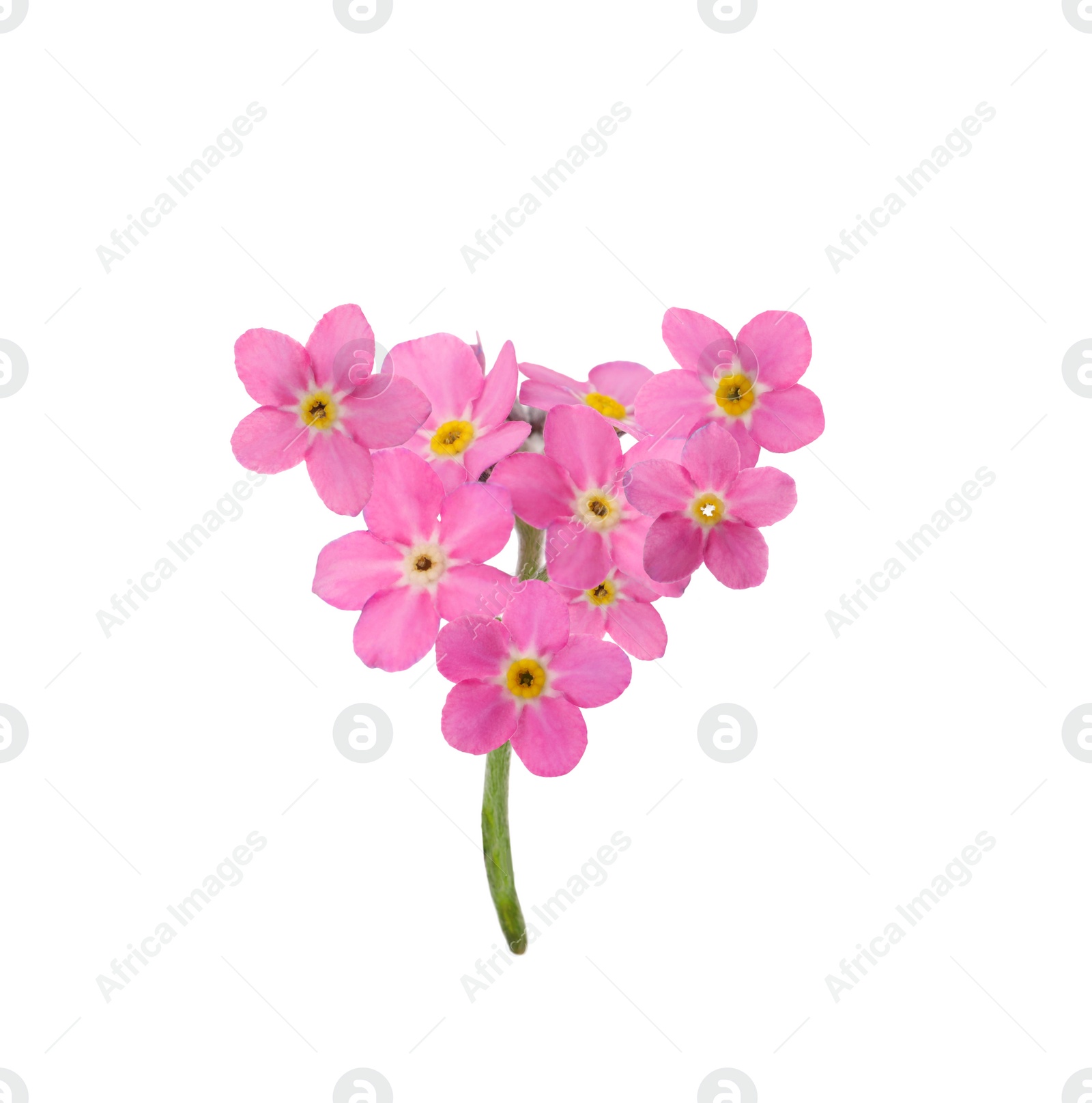 Image of Delicate pink forget me not flowers on white background