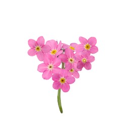 Image of Delicate pink forget me not flowers on white background