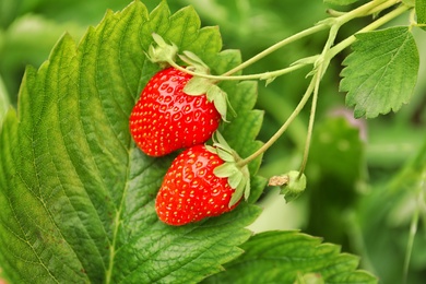 Strawberry plant with ripening berries growing in field