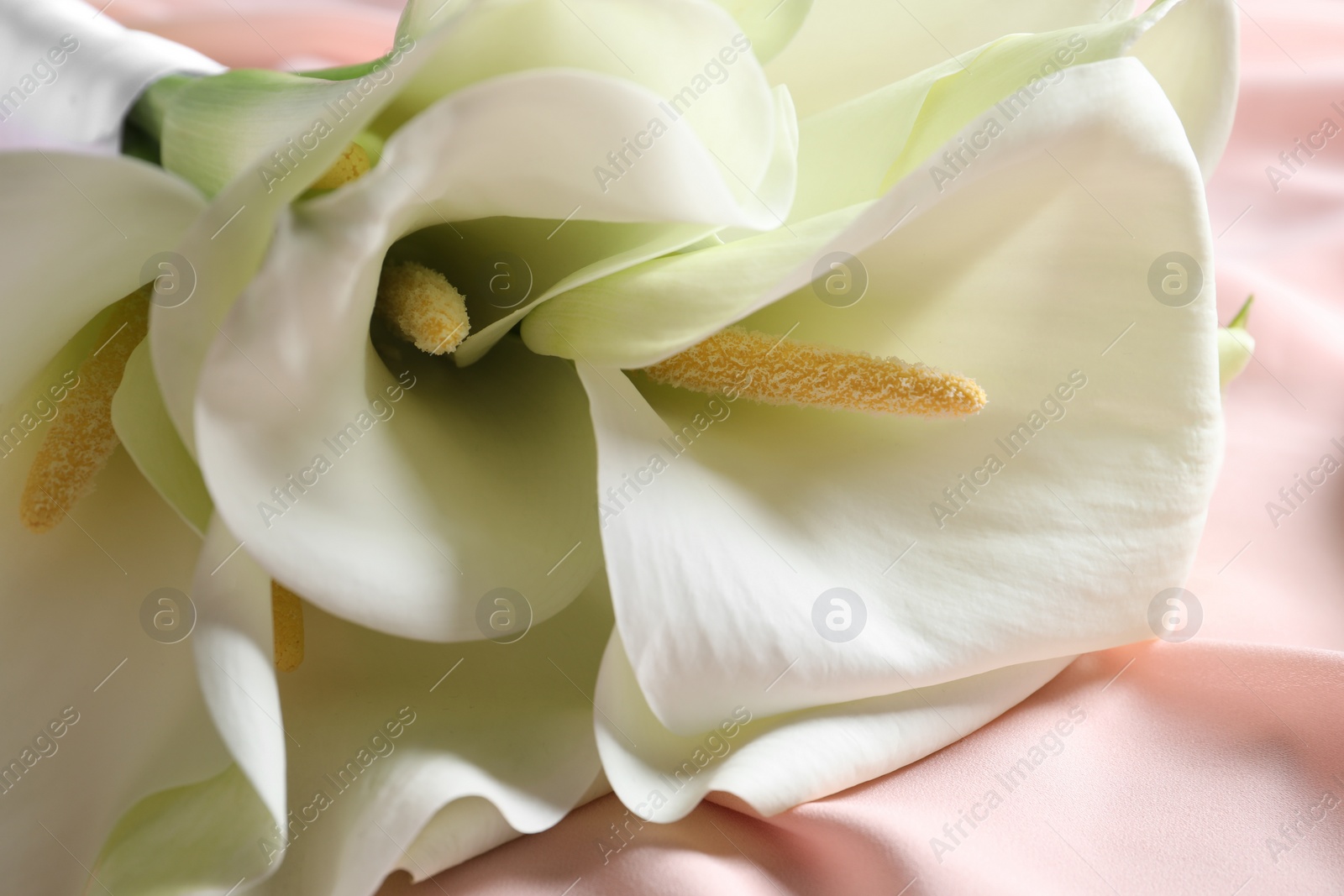 Photo of Beautiful calla lily flowers on pink fabric, closeup