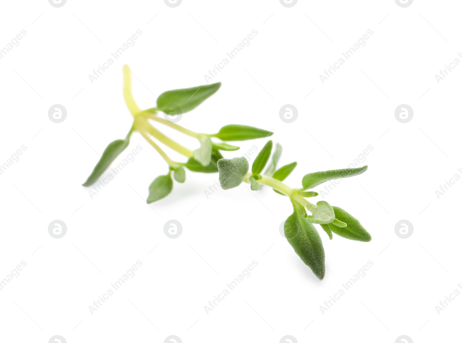 Photo of Aromatic thyme sprig on white background. Fresh herb