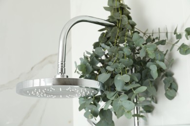 Photo of Branches with green eucalyptus leaves in shower