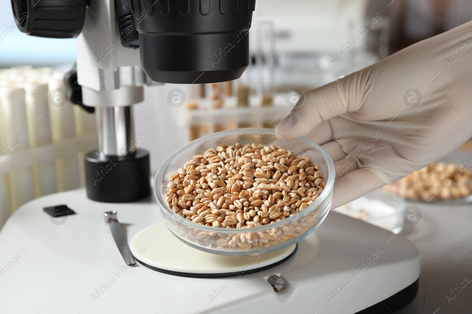 Photo of Scientist examining wheat grains with microscope in laboratory, closeup