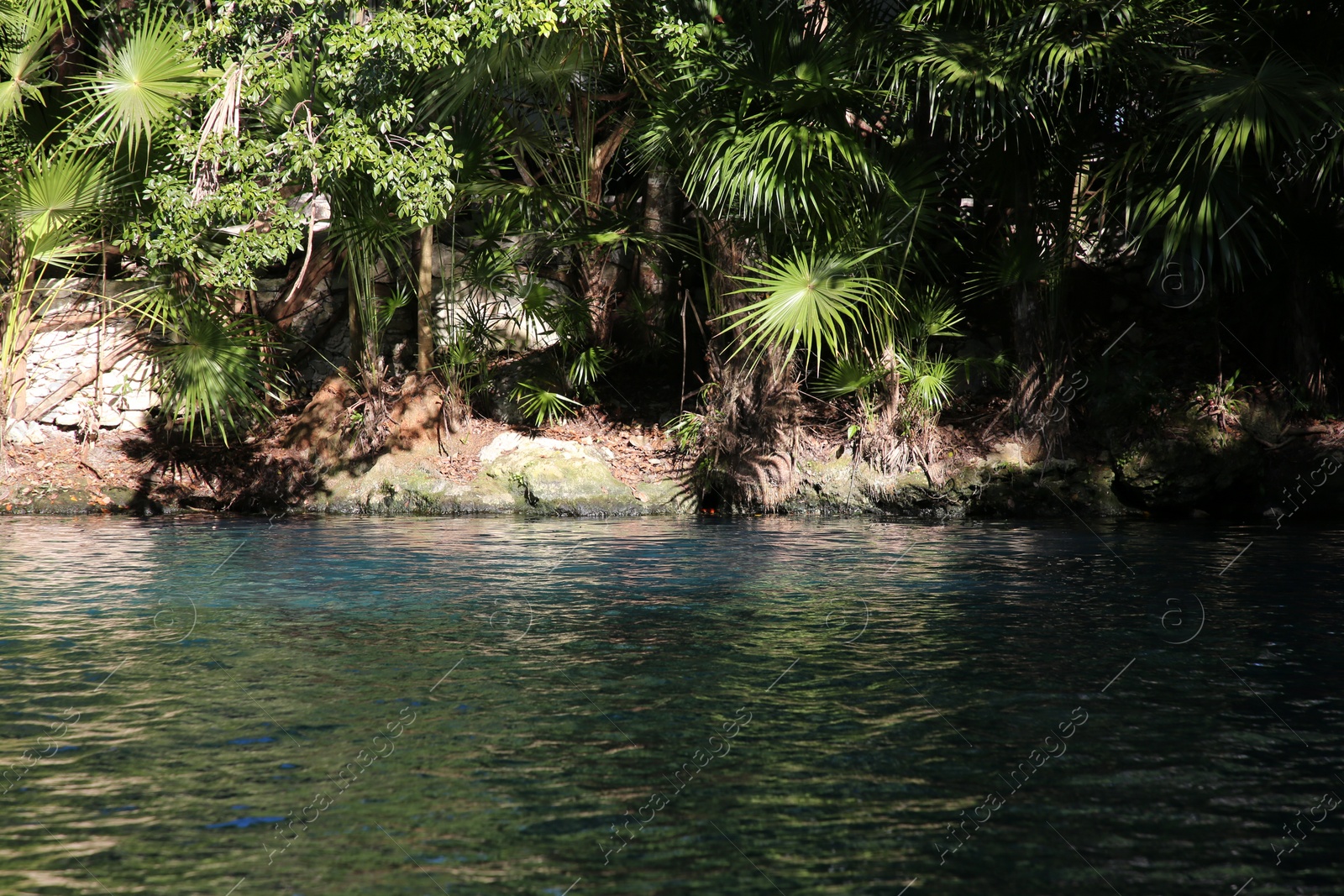 Photo of Picturesque view of beautiful lake in jungle