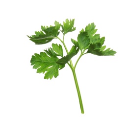 Fresh green organic parsley on white background